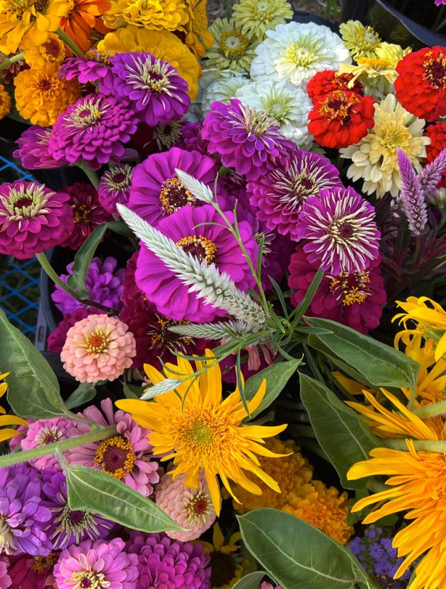 FRESHLY CUT STEMS Farm fresh cut flowers