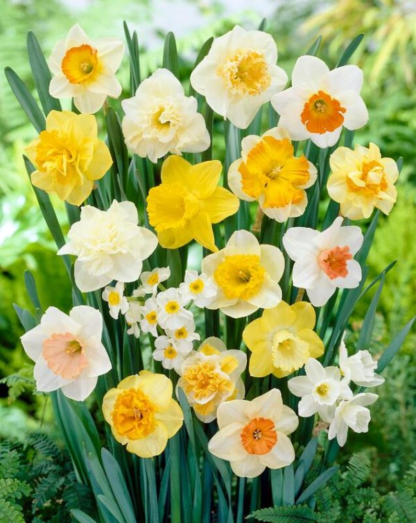 Daffodil Mix